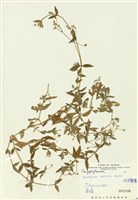 藏品(疏花繁縷)的圖片